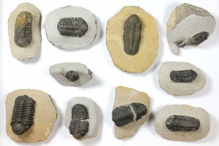 Lot: Assorted Devonian Trilobites - Pieces #119884